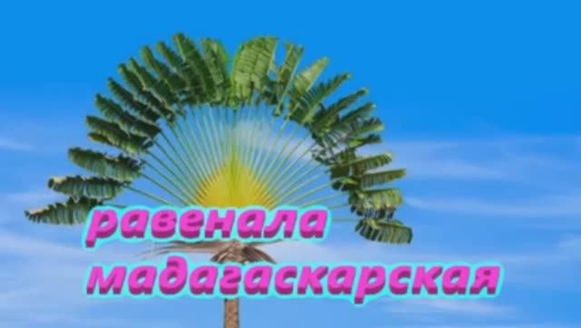 Дерево Равенала Мадагаскарская