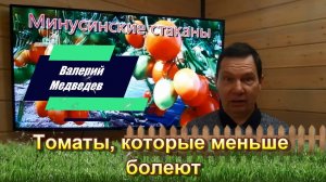Томаты, которые меньше болеют