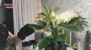 Мои новинки комнатных растений 6.12.25г.