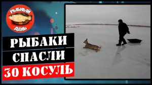 Рыбаки спасли 30 косуль