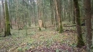 Пример хорошего камуфляжа