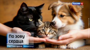 ГТРК СЛАВИЯ Волонтёры из группы "Зерта" и приюта "Кошкин дом" 07.12.25