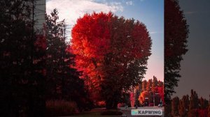 "Красное и чёрное" Поп-дрим#музыка#музыка онлайн