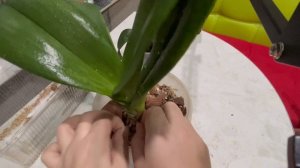 Мои новые орхидейные пациенты