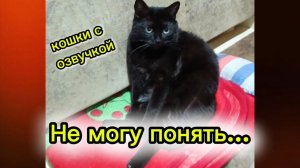 Кошки с озвучкой.