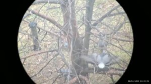 Кормушка для птиц 06.12.2025