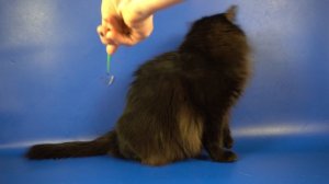 Сибирская кошка Odetta Crown of Siberia, 8,5 лет