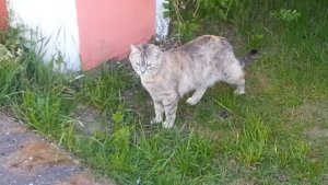 Боязливый кот