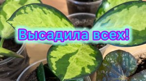 Высадила всех!