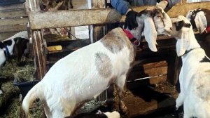 НАШИ СЕЛЬСКИЕ БУДНИ!