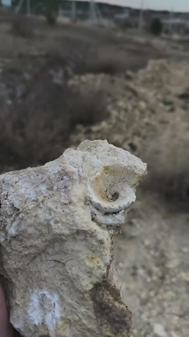 Кусок Стромбуса печальный опять