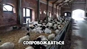 Продажа племенных ярок породы дорпер в 2026 году