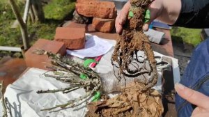 11-ДАЧА..Розы в подарок от Светланы.2 часть(08.05.-10.05.21.)