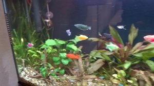 Мои аквариумы 06.12.2025г.