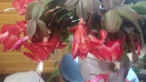 Декабрист - красавец!