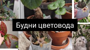 будни цветовода