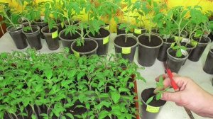 Пикировка и перевалка - в чем различие? Рассказываю и показываю.