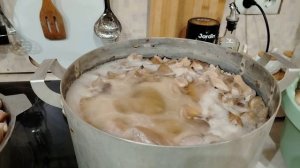 Грибная охота в декабре / Жду вывода /