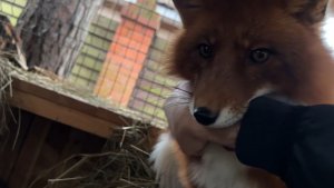 Лиса-Алиса. Утренний ритуал лиса Игниса