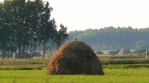 Farming Simulator 22 "Ягодное" День 1 Присматриваемся.