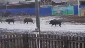 Кабаны в деревне