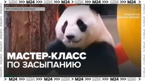 Московский зоопарк опубликовал новые кадры с пандой Катюшей - Москва 24