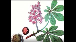 Конский каштан в Сибири