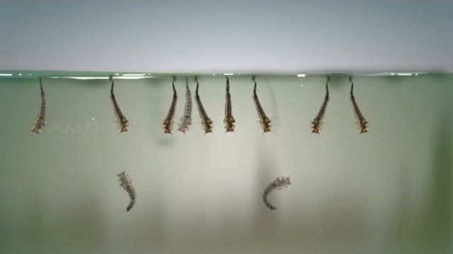 Жизненный цикл комара смотреть онлайн