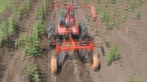 Окучивание картофеля 2025