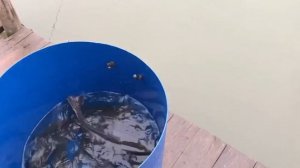 утренние зарыбление форели