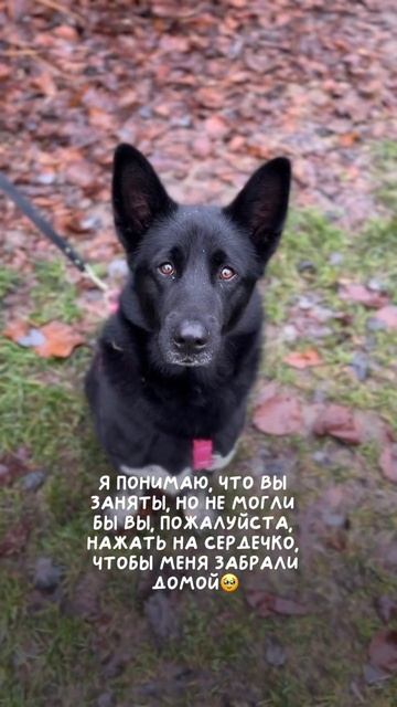 Тако ищет дом