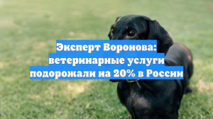 Эксперт Воронова: ветеринарные услуги подорожали на 20% в России