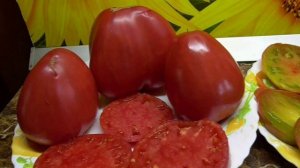 Только для моих заказчиков. Отчет о рассылке семян томатов на 5 декабря 2025 года.