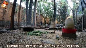 Куриная рутина – что делают куры на выгуле 😂 эпизод (78)