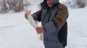 ЗИМНЯЯ РЫБАЛКА НА ЖЕРЛИЦЫ!!! ЩУКИ ЗАЖИГАЮТ ФЛАЖКИ!!!