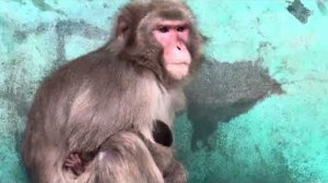 Грозная Рита еще нервничает,но мы надеемся что все будет хорошо,она не бросила малыша и это здорово!