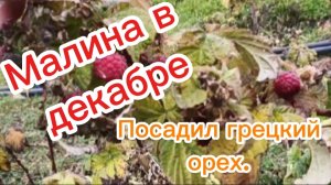 Малина в декабре.Посадил грецкий орех.