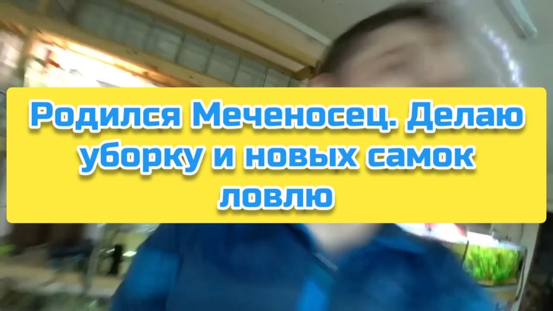 Родился Меченосец. Делаю уборку и новых самок ловлю смотреть онлайн