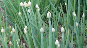 Многолетние луки. Часть 1