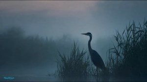 Вечерний лиман