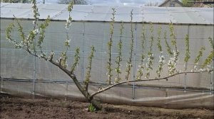 поговорим о смыслах формировки плодовых деревьев.