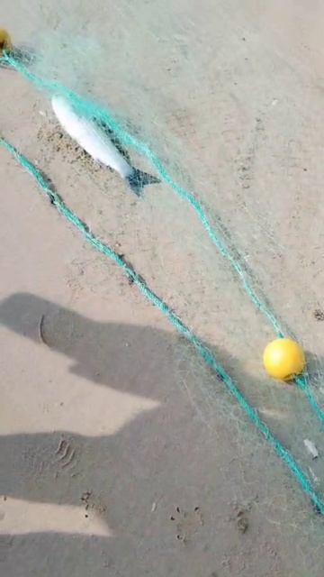 Улов сегодня