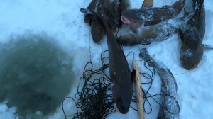 Рыбалка на Енисее, хороший улов налима. 33