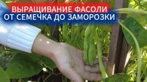 КАК ВЫРАСТИТЬ СТРУЧКОВУЮ ФАСОЛЬ. СУПЕР УРОЖАЙНЫЙ СОРТ ФАСОЛИ МЕЧТА ХОЗЯЙКИ