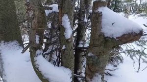 Прогулка по зимнему лесу.