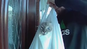 NEW! BRAIN TIME.  105 НЕВЕРОЯТНЫХ МОМЕНТОВ, СНЯТЫХ НА КАМЕРЫ НАБЛЮДЕНИЯ