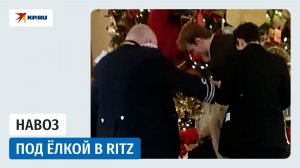 Ёлку в лондонском отеле завалили конским навозом