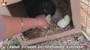 Цыплята и Курочки селяночки лучшие беспородные несушки 🥚 (402)