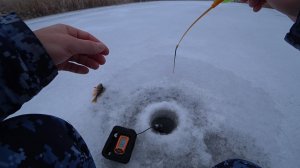 ОКУНЬ НА БЕЗМОТЫЛКУ И БАЛАНСИР! Нашёл корягу под водой и начался клёв!