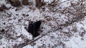 Обследует место.